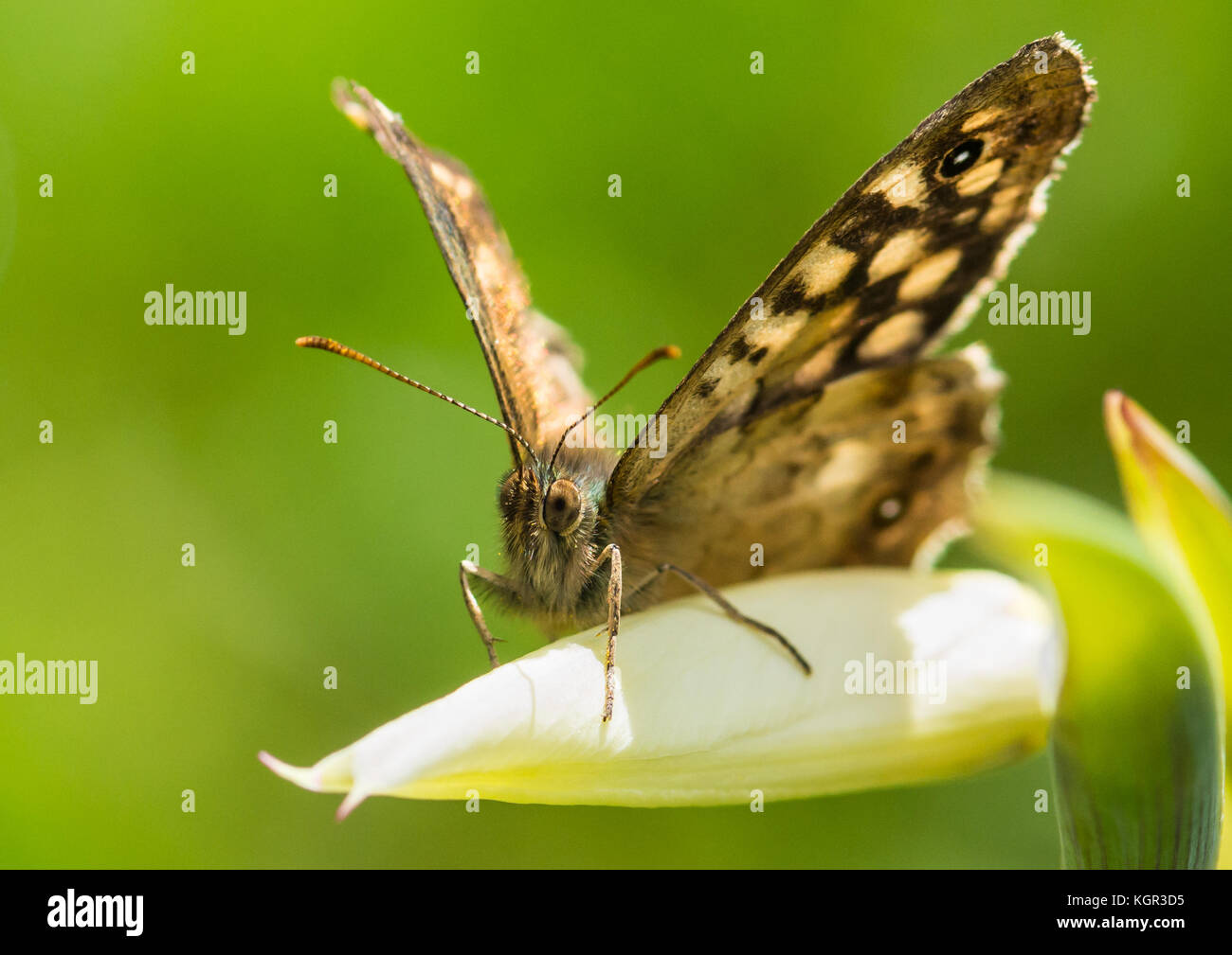 A speckled wood butterfly rests on an acidanthera flower bud. Stock Photo