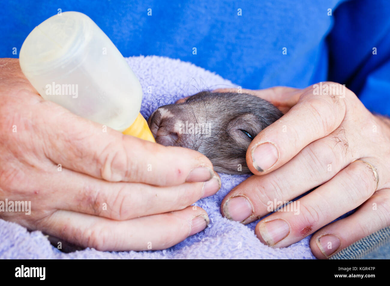 Southern Hairy-nosed Wombat (Lasiorhinus latifrons). Orphaned baby joey being bottle fed. Approx. 4 months old in care (captive). South Australia. Stock Photo