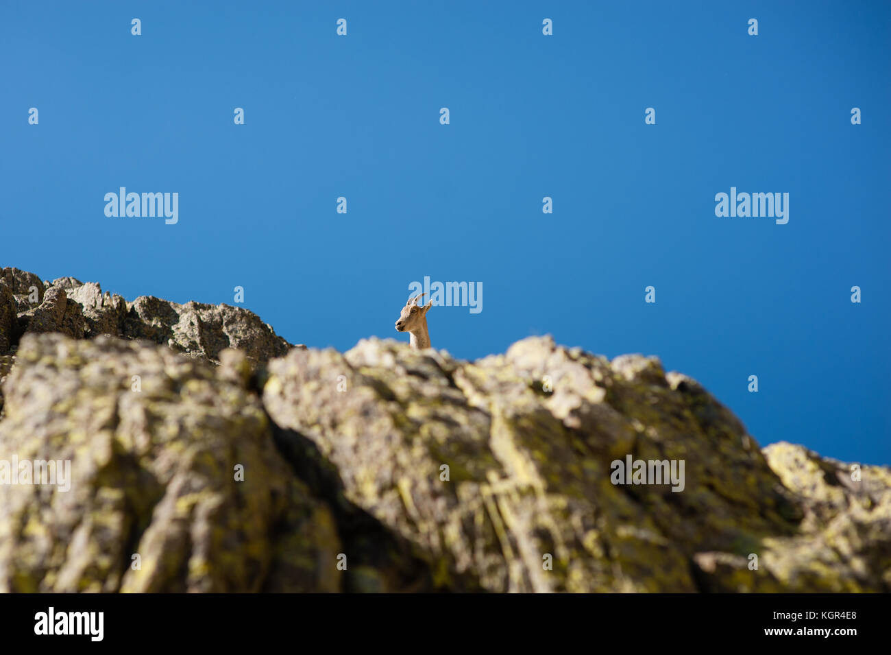 Wild Mountain Goat Stock Photo - Alamy