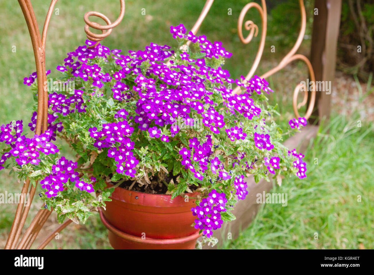 Pink flowers outside in pots in summer geranium Stock Photo Alamy