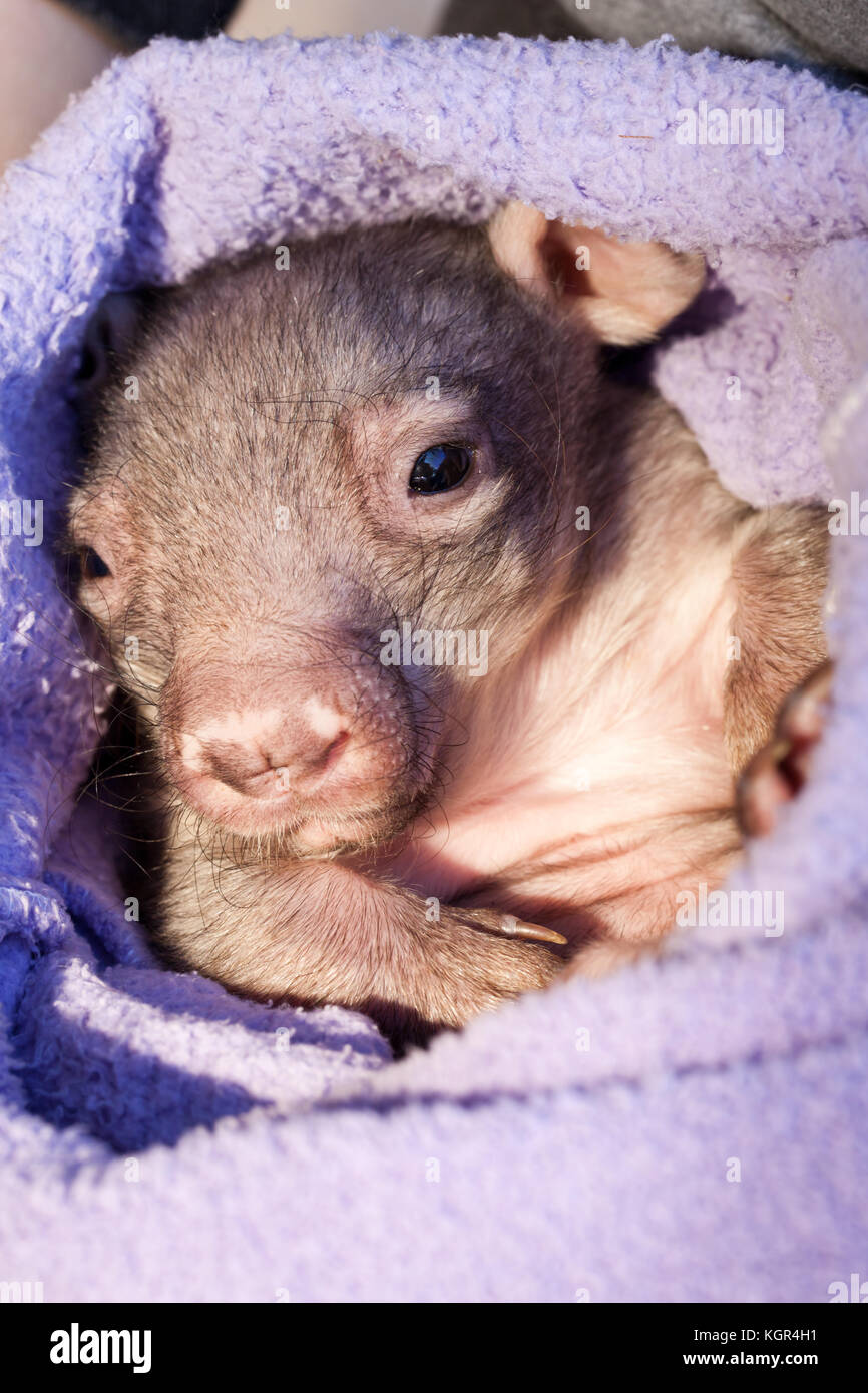 Southern Hairy-nosed Wombat (Lasiorhinus latifrons) baby resting after feed. Orphaned female joey: approx. 10 months old in care. South Australia. Stock Photo