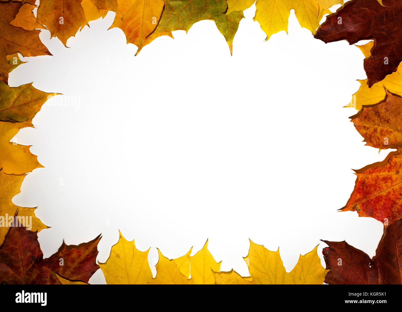 Autumn falling maple leaves isolated on white background Stock Photo