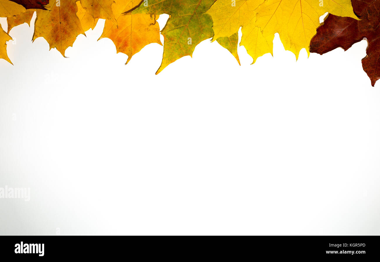Autumn falling maple leaves isolated on white background Stock Photo