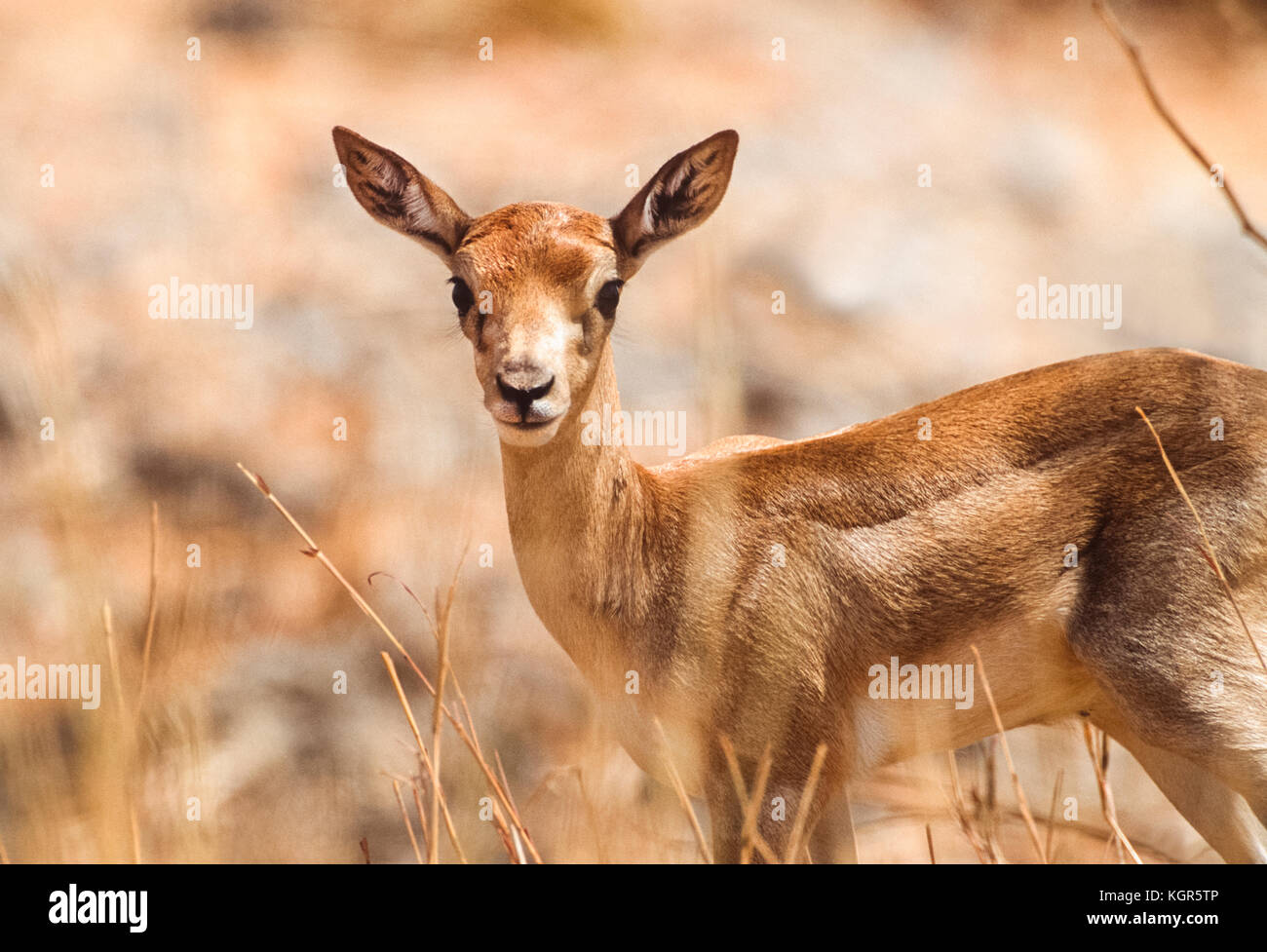 Indian Blackbuck calf, (Antilope cervicapra), Velavadar Nationanal Park, Gujarat, India Stock Photo