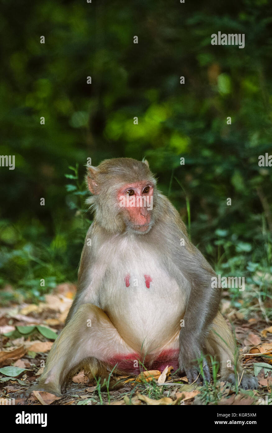 Rhesus macaque monkey, (Mucaca mulatta), Keoladeo Ghana National Park, Bharatpur, Rajasthan, India Stock Photo