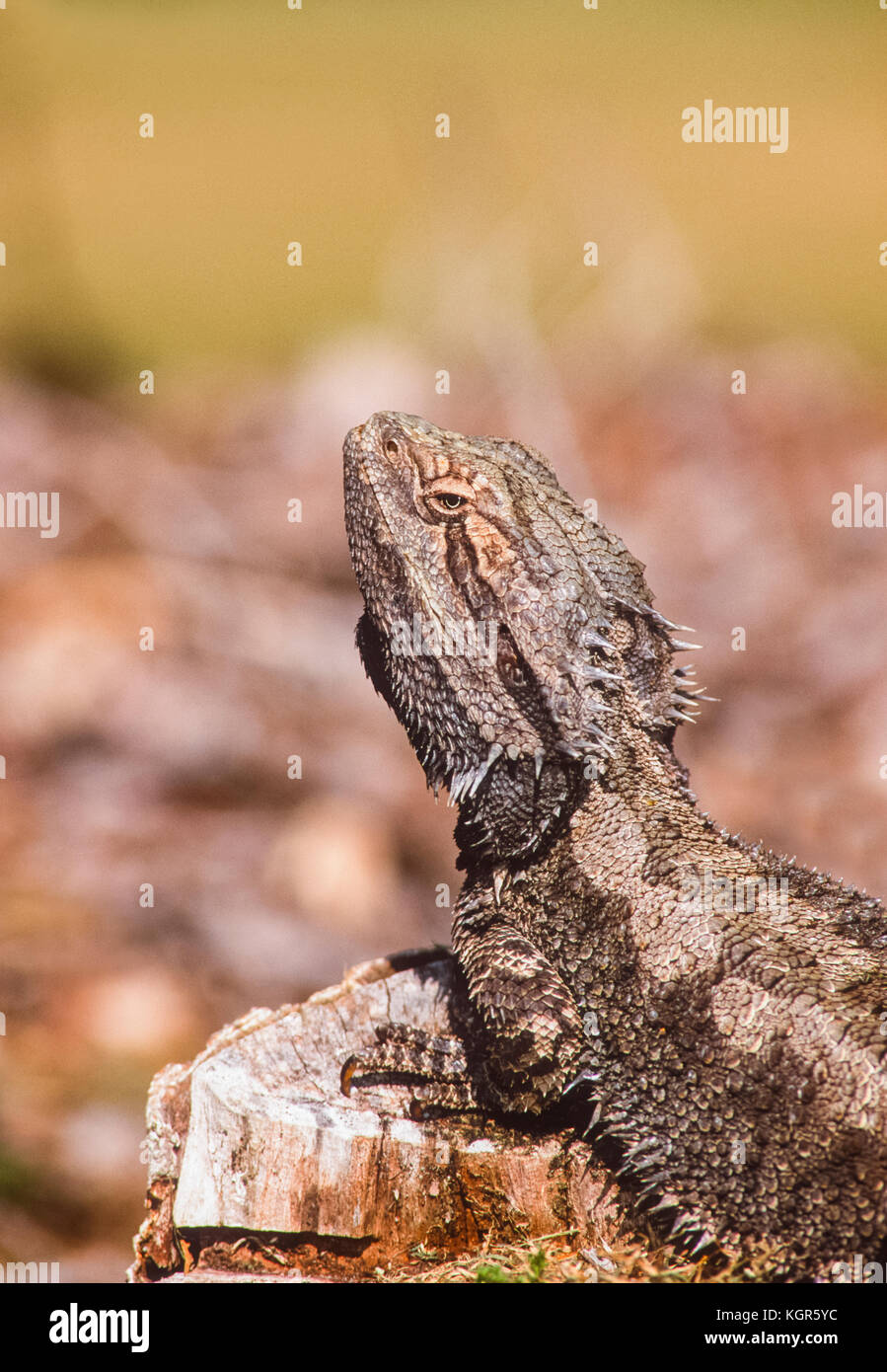 Eastern Water Dragon, Intellagama lesueurii formerly Physignathus lesueurii, New South Wales, Australia Stock Photo