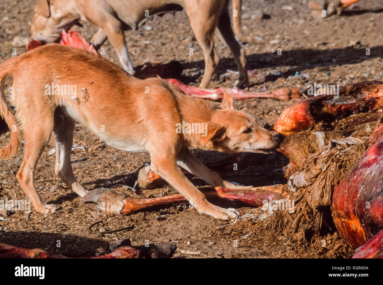 Feral dog, (Canis familiaris or Canis lupus familiaris), scavenging on carcass at animal dump, Rajasthan, India Stock Photo