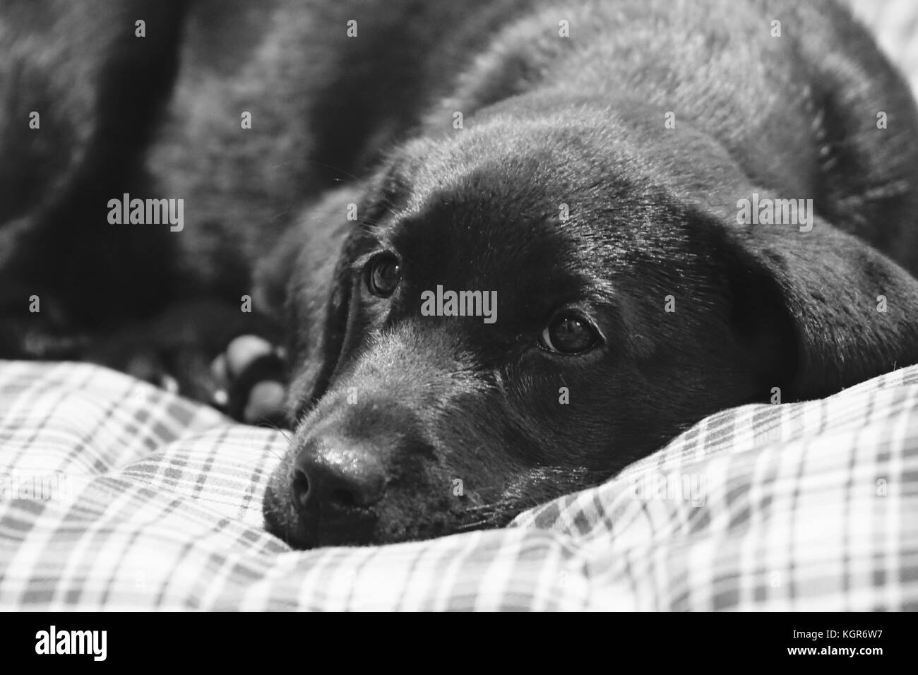 Black and white picture of a Black Labrador puppy on her bed Stock Photo