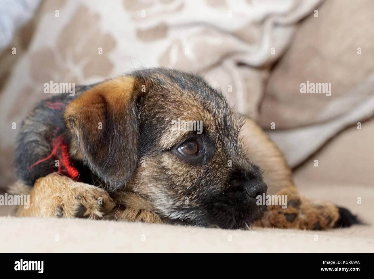 Border Terrier puppy lying on chair Stock Photo