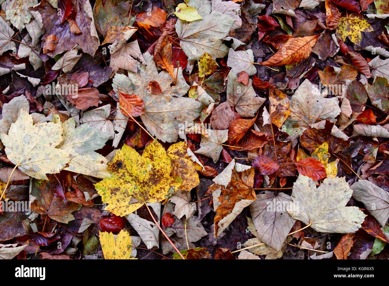 About trees and leaves autumn hi-res stock photography and images - Alamy