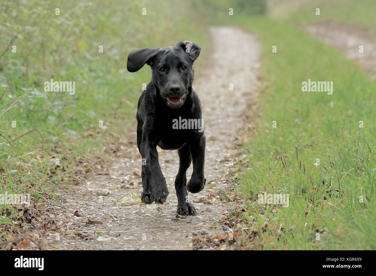 Black Labrador Puppy running Stock Photo