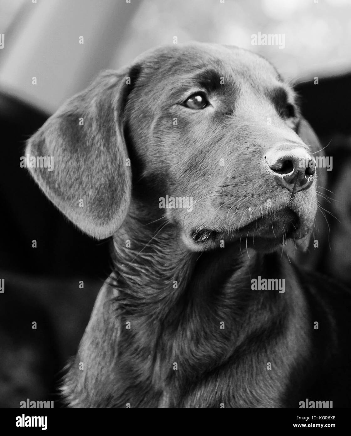 Head shot of a Black Labrador Puppy Stock Photo