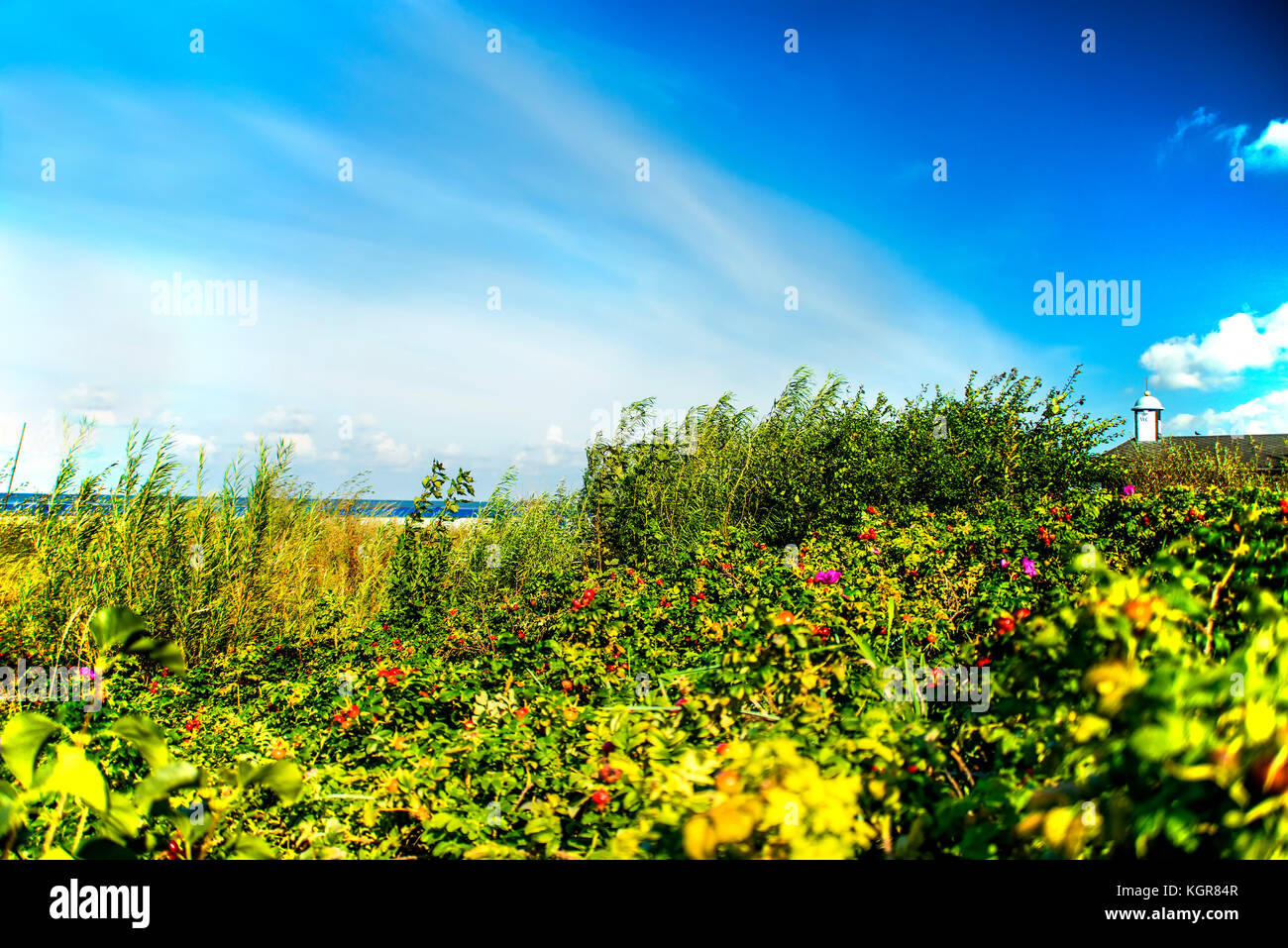 Baltic Sea coast with planting of potato roses Stock Photo Alamy