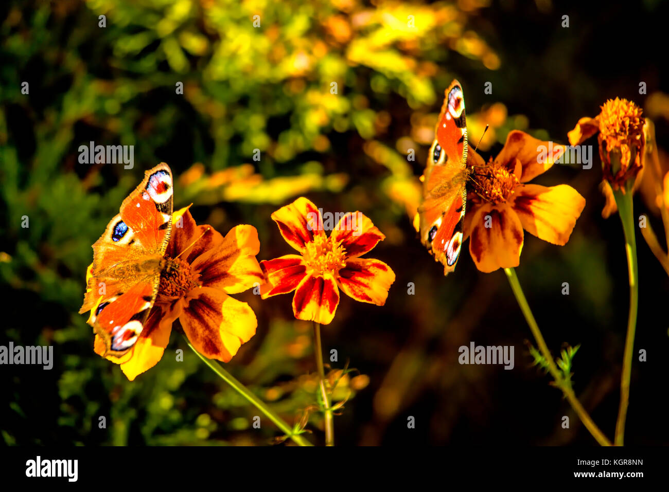 peacock butterflies on a Tagetes flower Stock Photo - Alamy