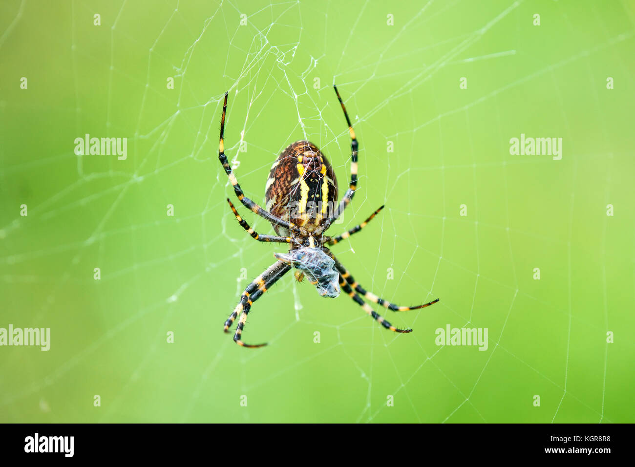 wasp spider, male spider in its web Stock Photo