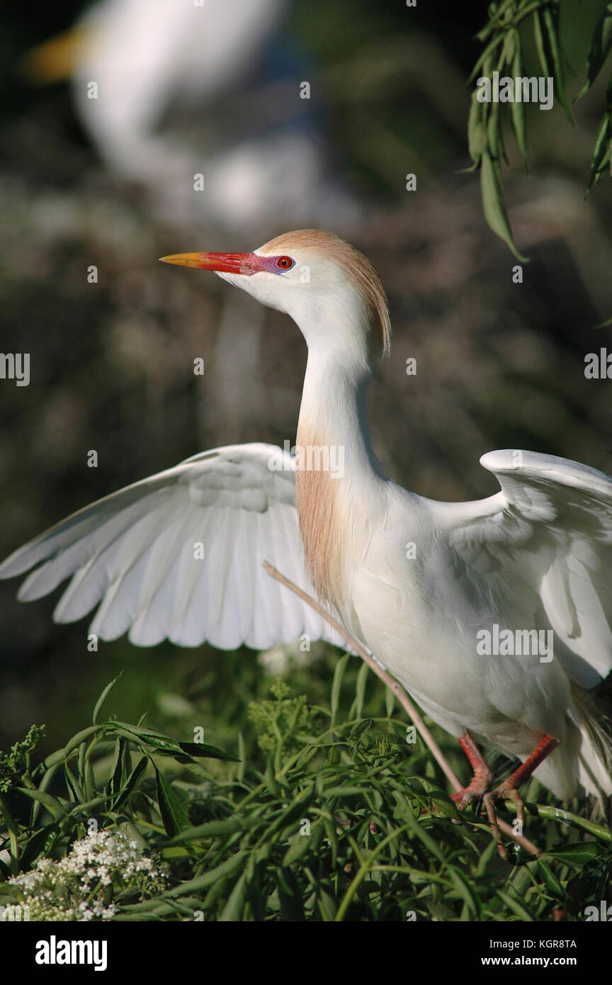 Cattle Egret, Bubulcus ibis, in breeding plumage Stock Photo - Alamy