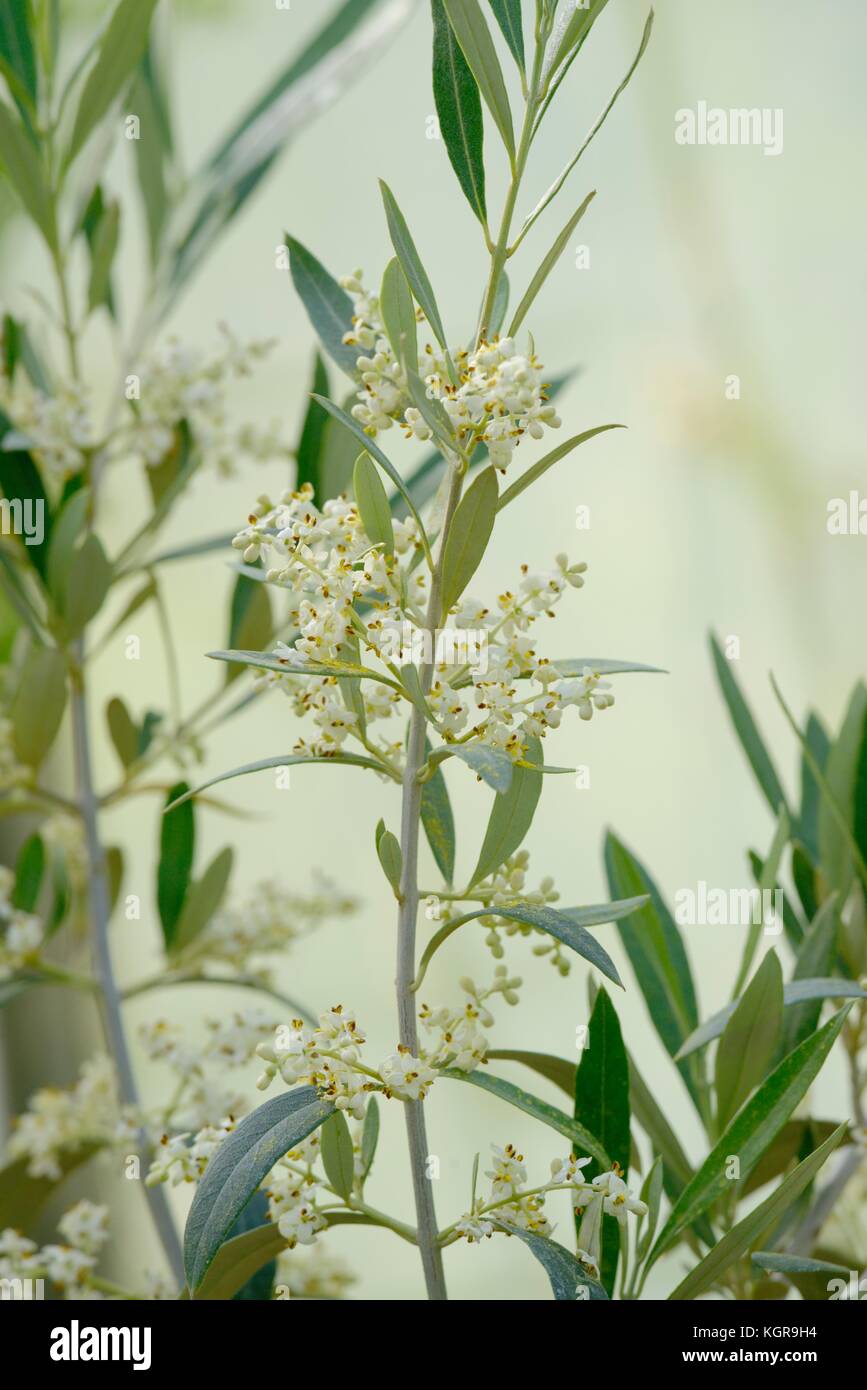 Olea europaea, Olive tree flowering in a polytunnel , Wales, UK Stock Photo