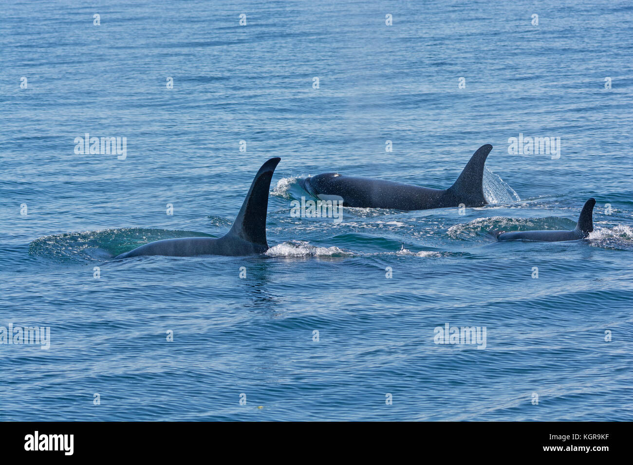 Orca Family Swimming in the Ocean in Prince William Sound near Valdez, Alaska Stock Photo