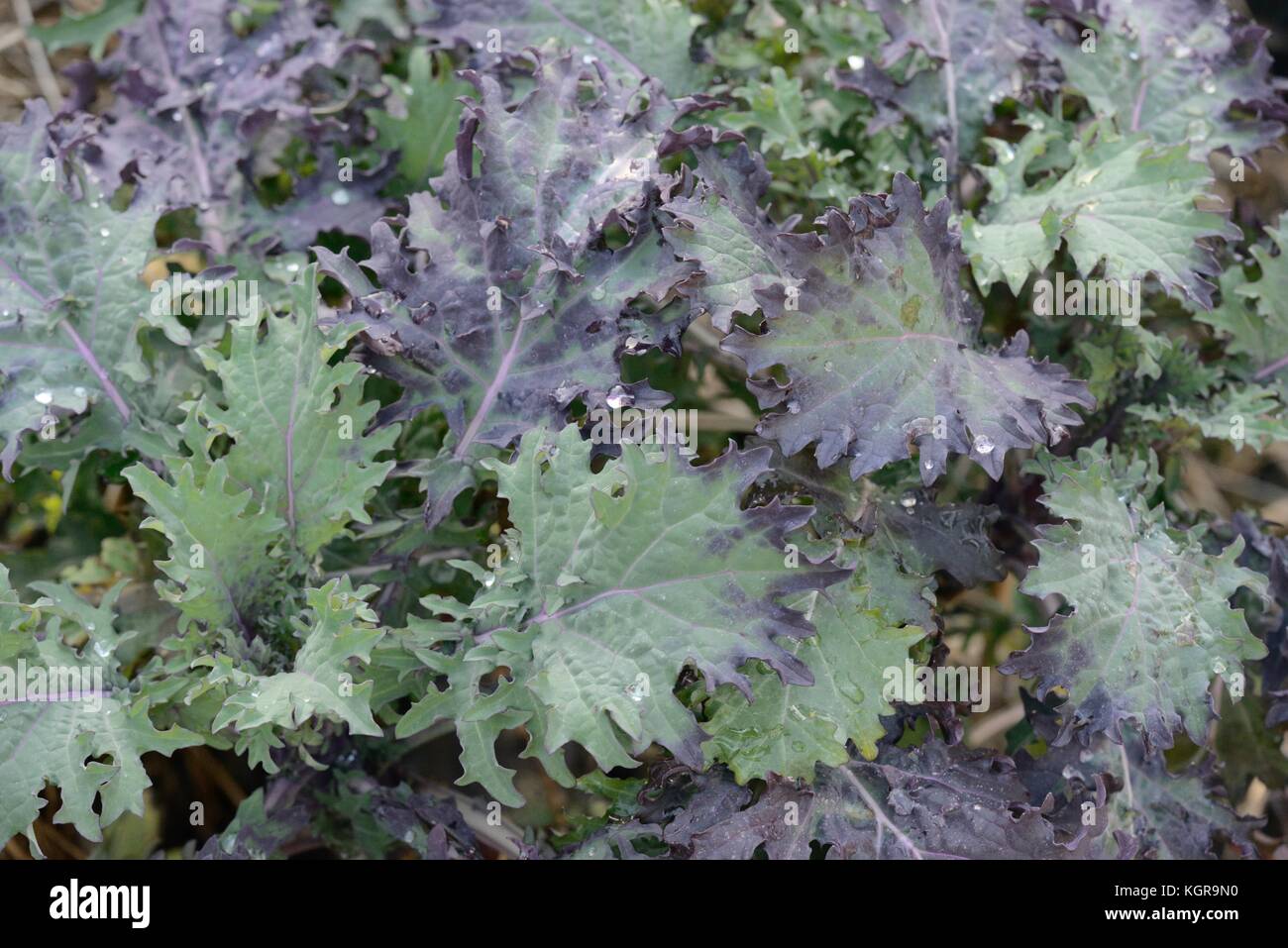 Brassica oleracea var. acephala, Purple Kale, 'Red Russian'  Wales, UK Stock Photo