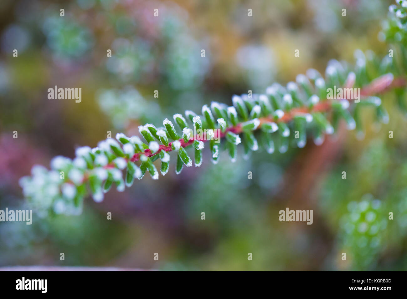 Swamp plants hi-res stock photography and images - Alamy
