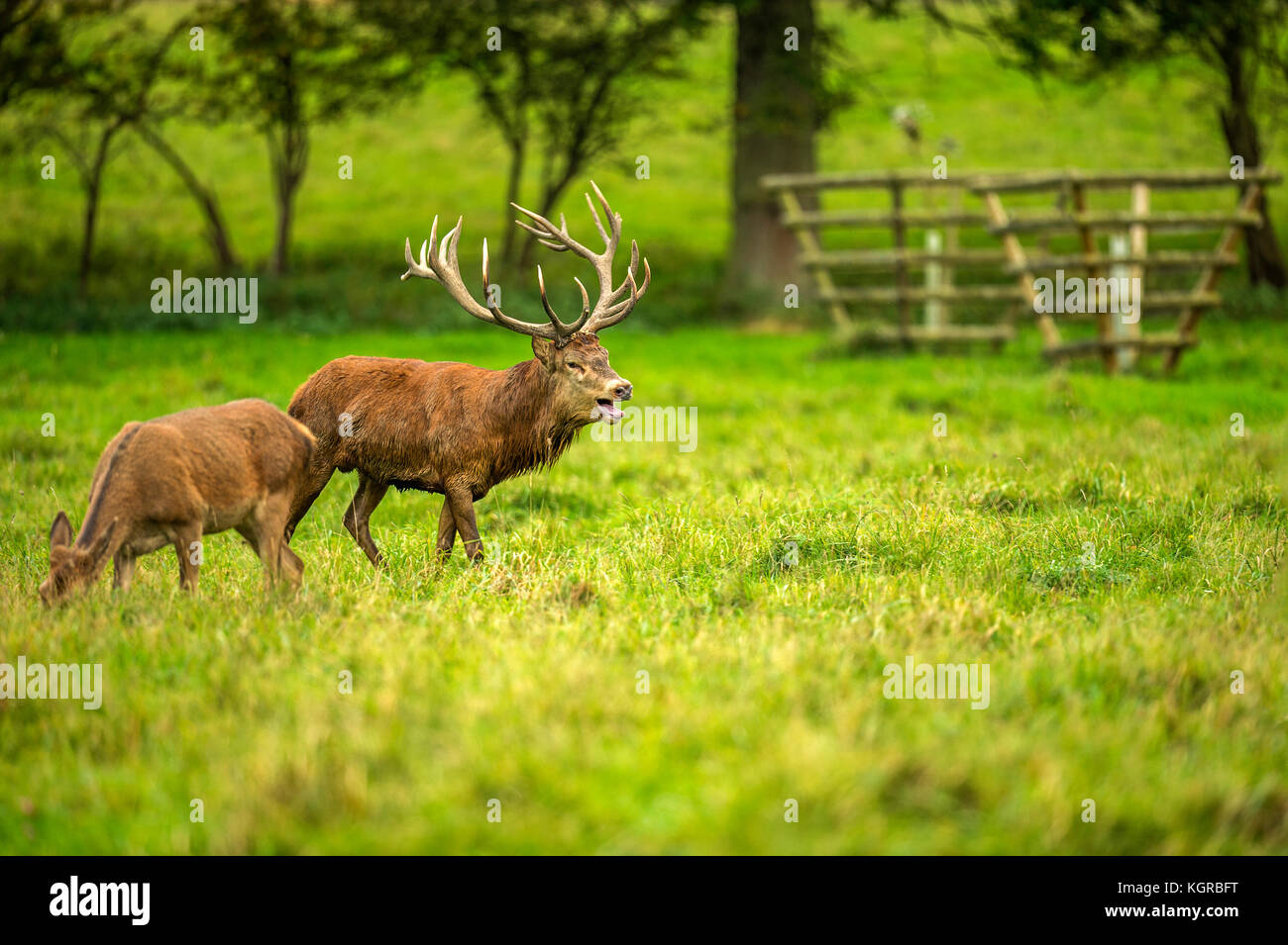 Deer In The Rut Scene depicting deer hi-res stock photography and images - Alamy