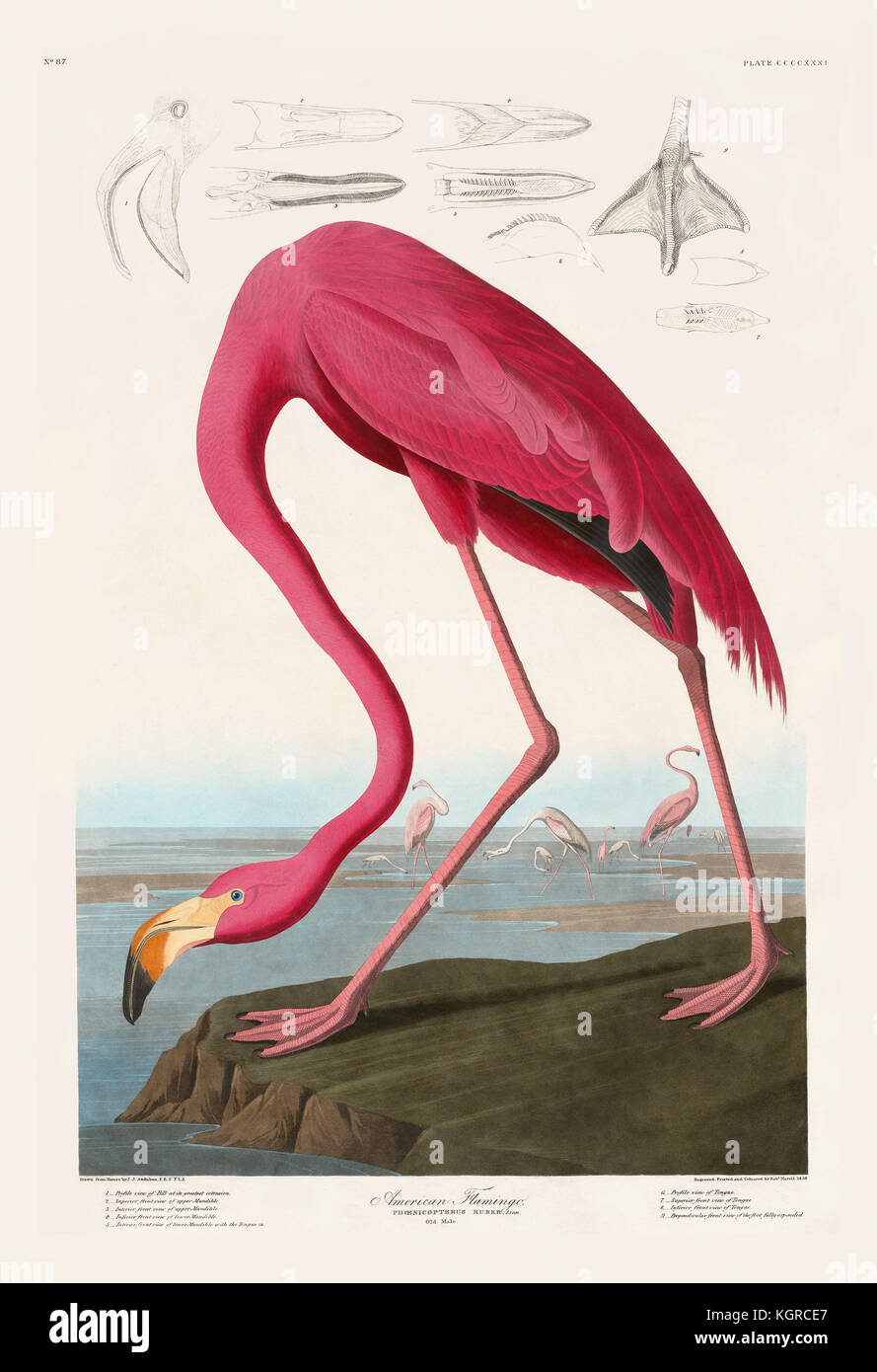 American Flamingo from 'Birds of North America' by John J. Audubon, London 1827–1839. Stock Photo