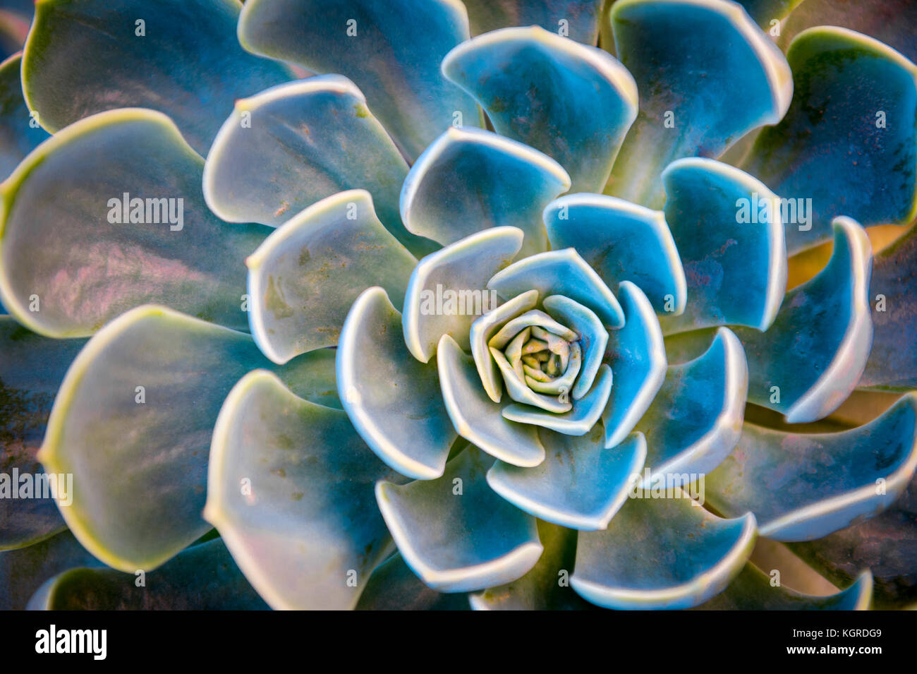 Abstract close-up of the colorful natural rosette pattern of a succulent plant, Echeveria Capri, growing in the Mediterranean island of Capri, Italy Stock Photo