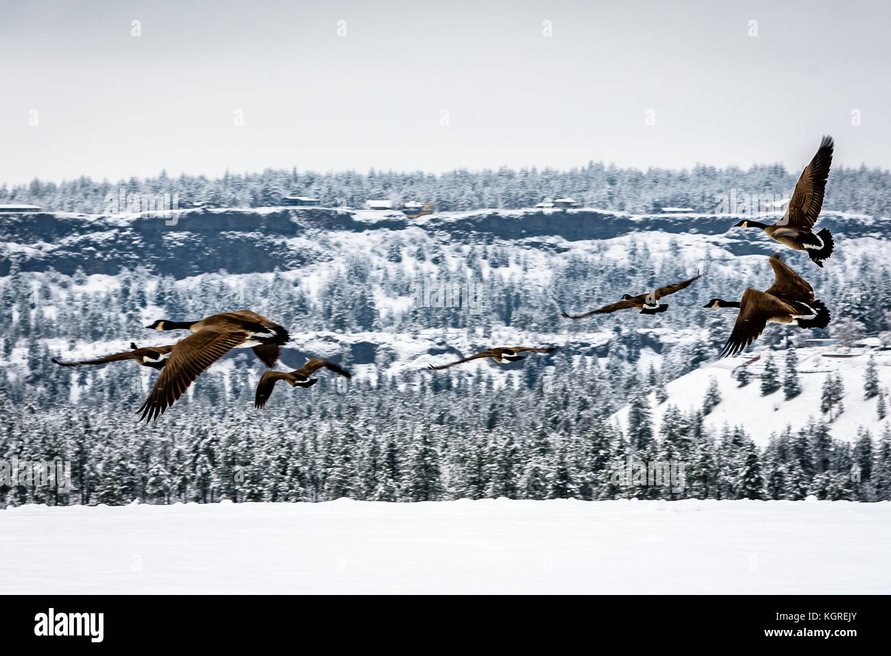 Canada geese take flight in Spokane, Washington. Stock Photo