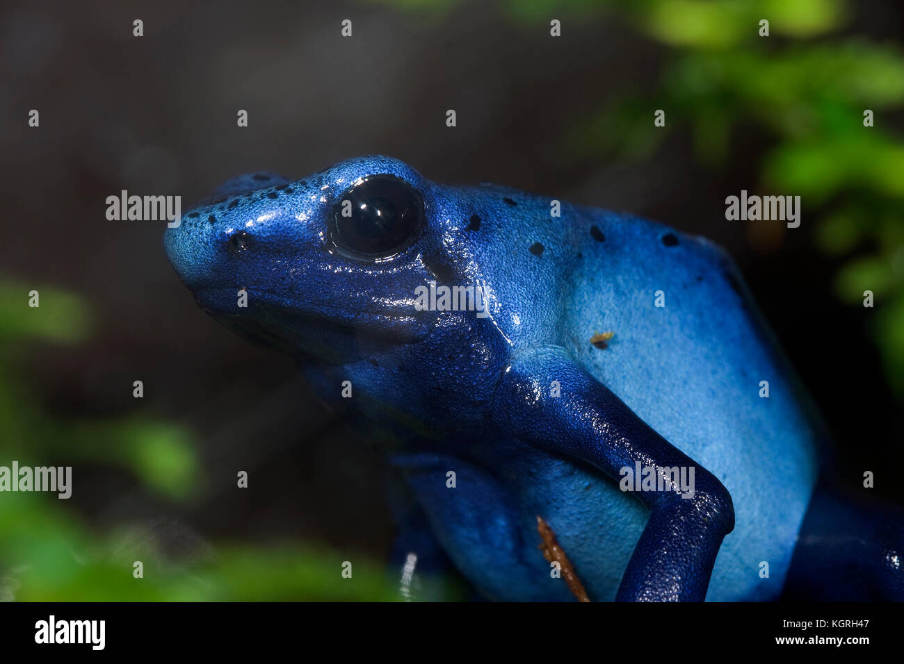 Blue Poison Dart Frog, Dendrobates azureus Stock Photo
