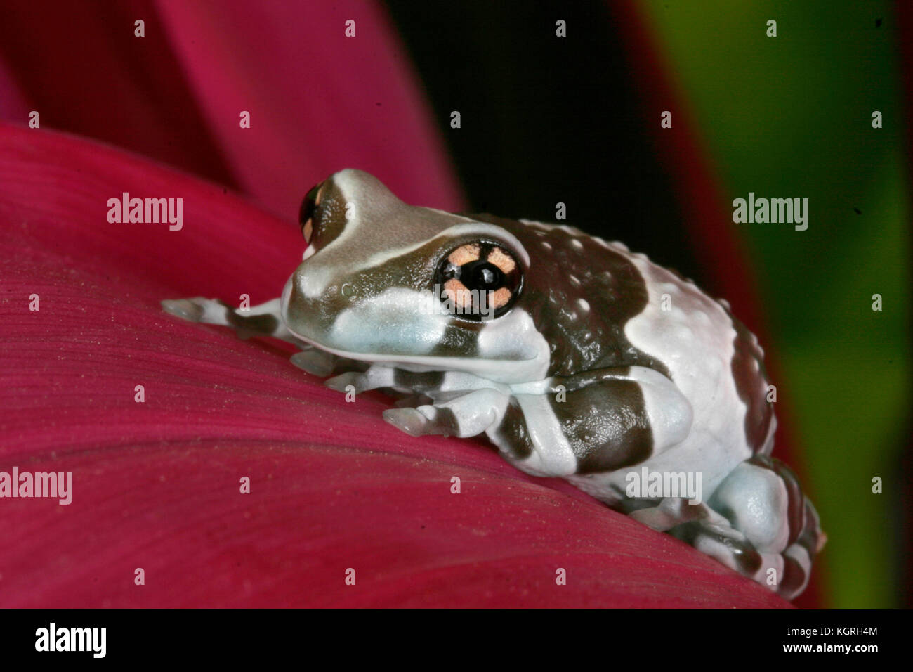 Amazonian Milk Frog, Phrynohyas resinifictrix, South America Stock