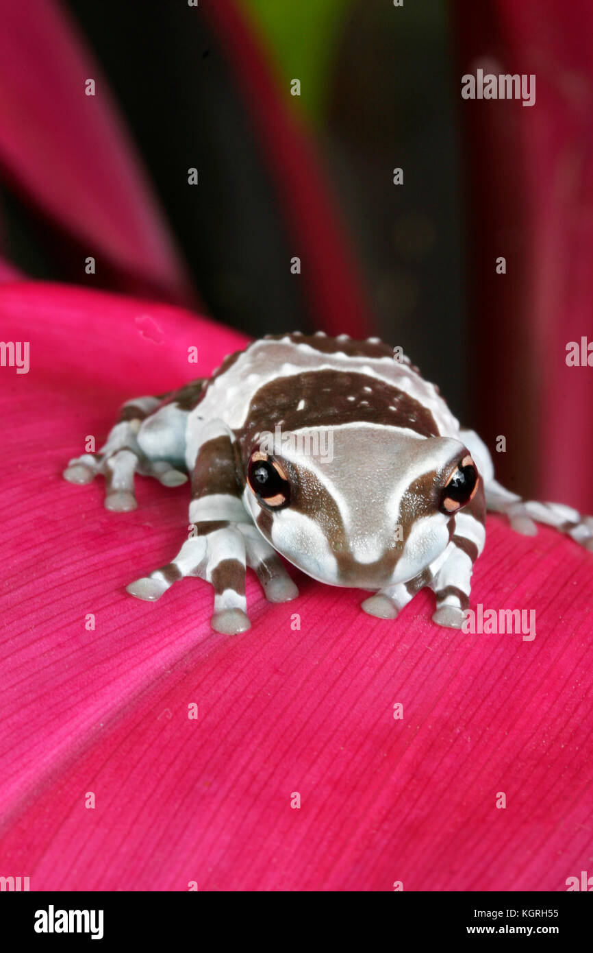 Amazonian Milk Frog, Phrynohyas resinifictrix, South America Stock