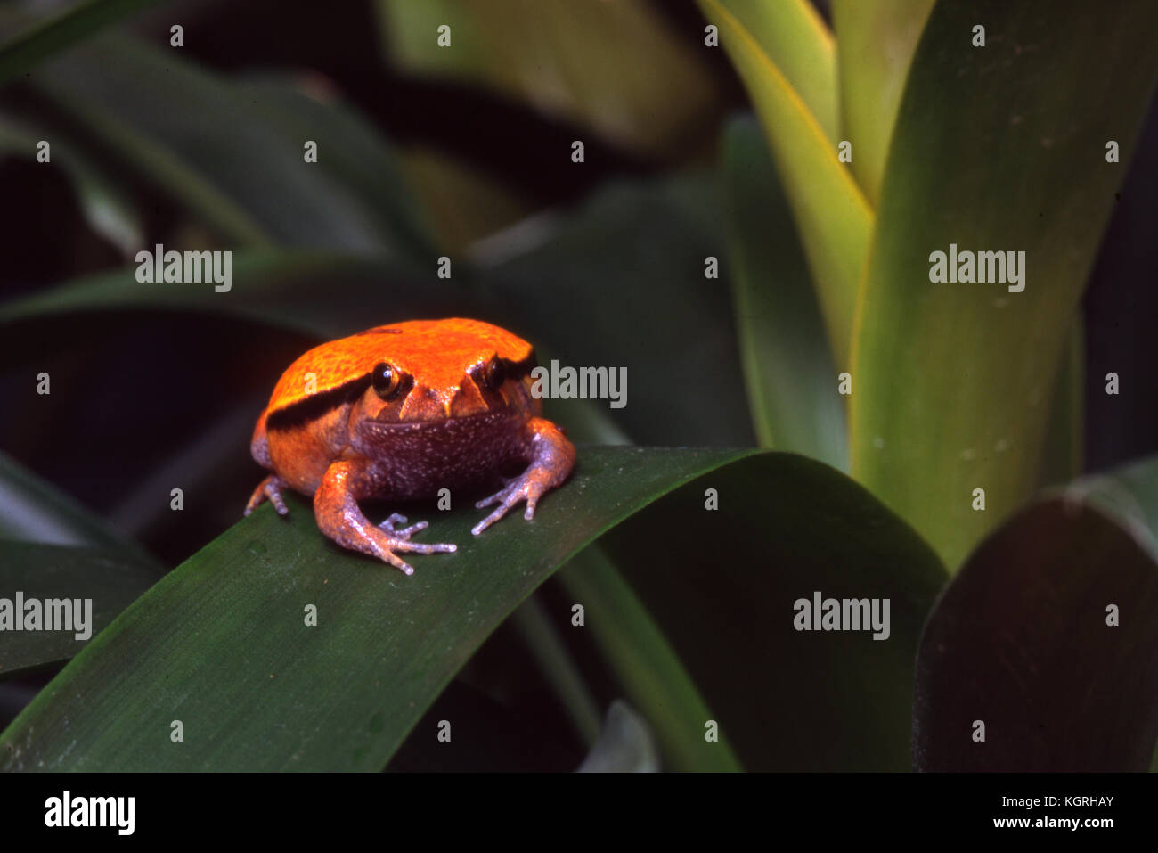 Tomato Frog, Dyscophus guineti, Madagascar Stock Photo