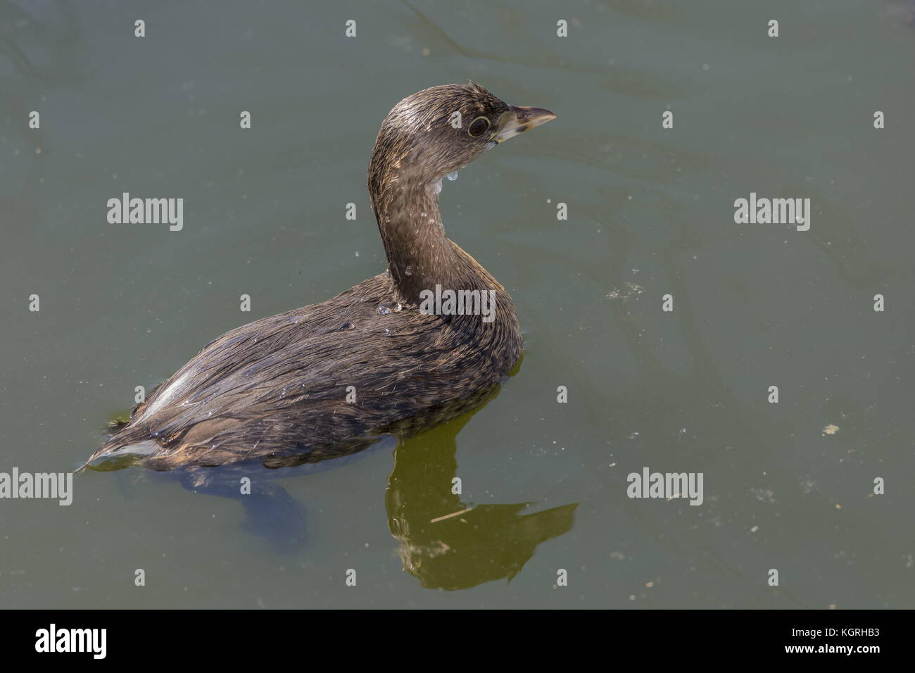 Pied-billed grebe, Podilymbus podiceps, on water surface after diving. Florida, winter. Stock Photo
