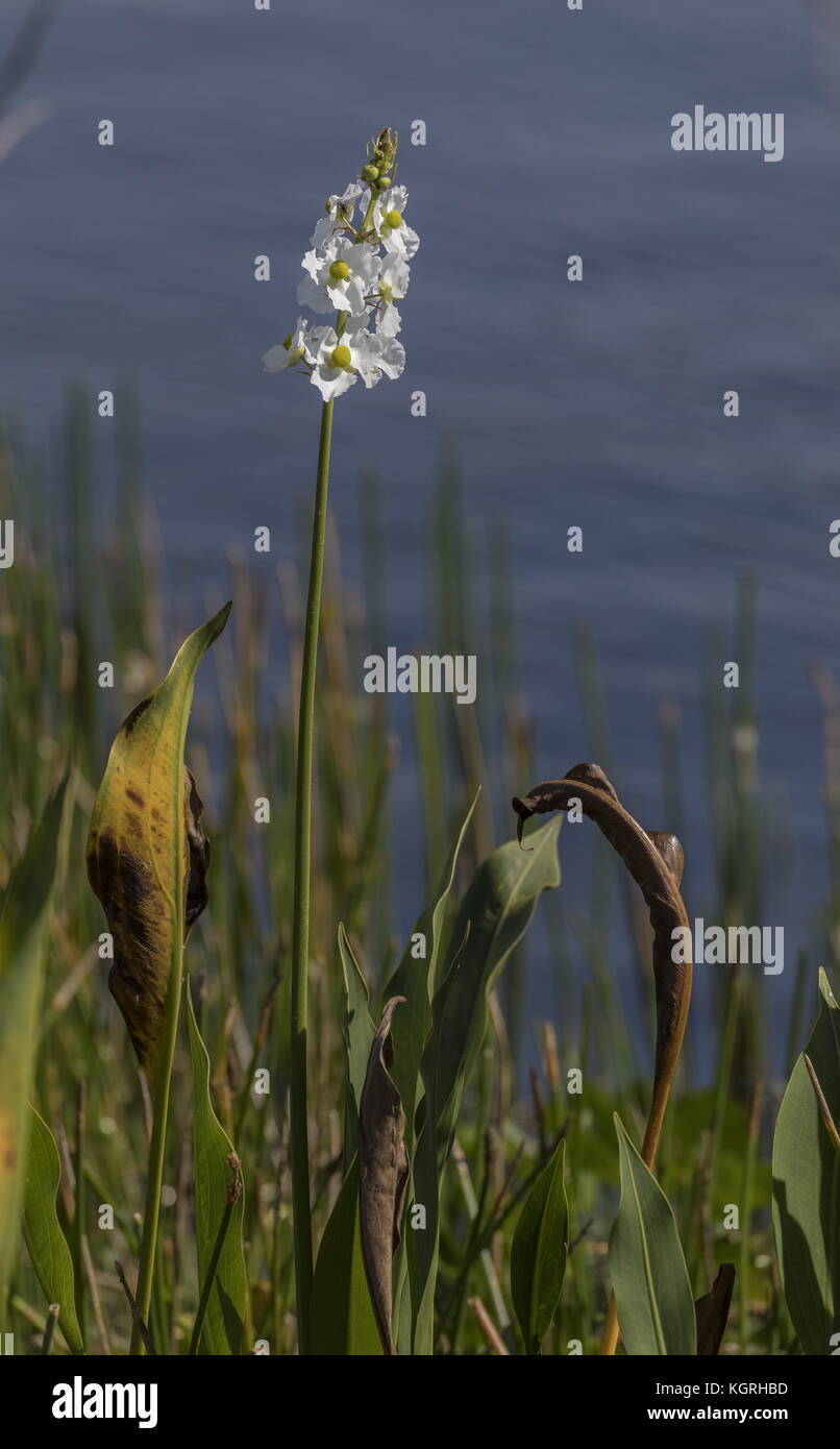 Sagittaria lancifolia, Bulltongue arrowhead, in flower in the ...