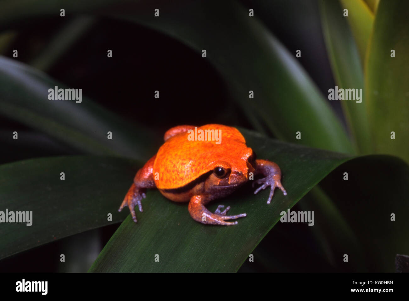 Tomato Frog, Dyscophus guineti, Madagascar Stock Photo