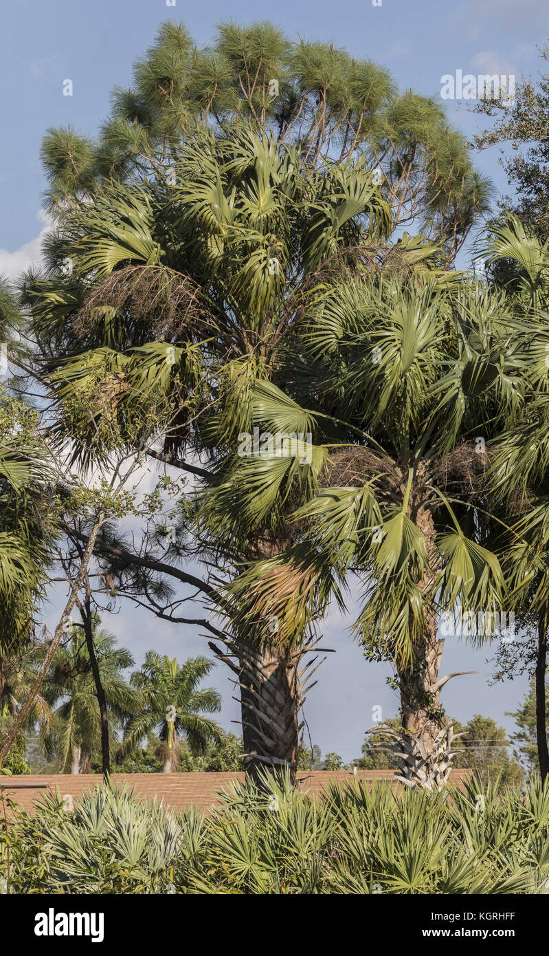 Swamp cabbage tree, Sabal palmetto, in the Everglades, Florida. Stock Photo