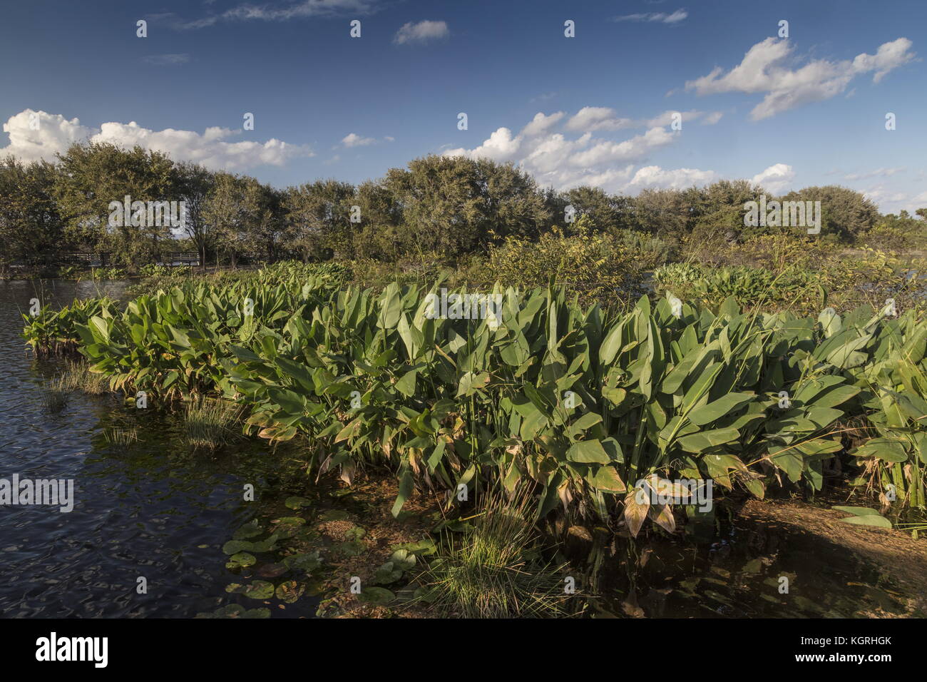 Large clump of fire-flag, Thalia geniculata, in wetland in southern Florida. Stock Photo