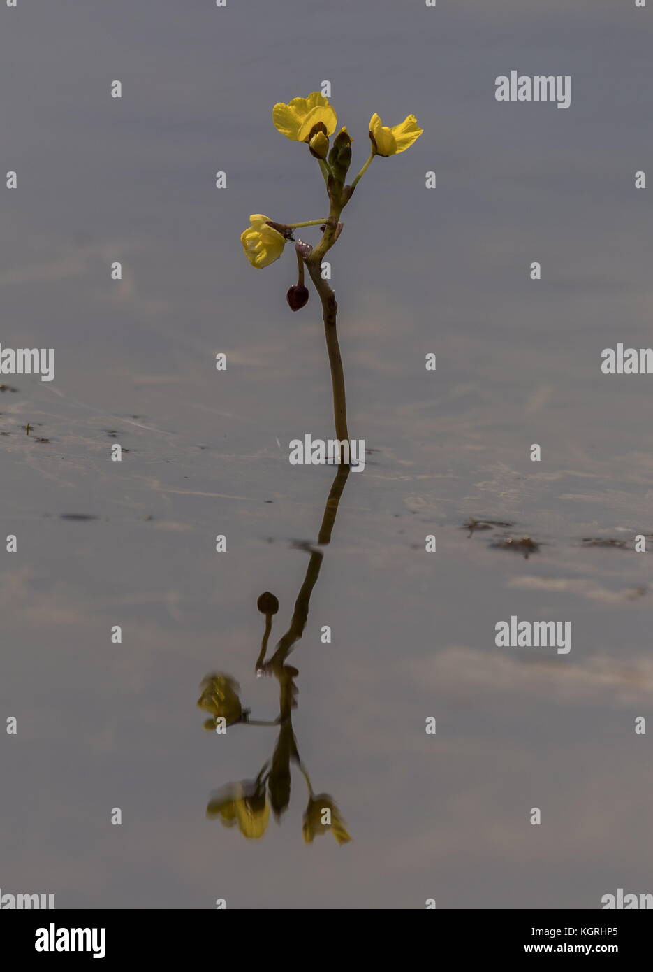 Leafy bladderwort, Utricularia foliosa, in flower at Loxahatchee, Florida. Stock Photo