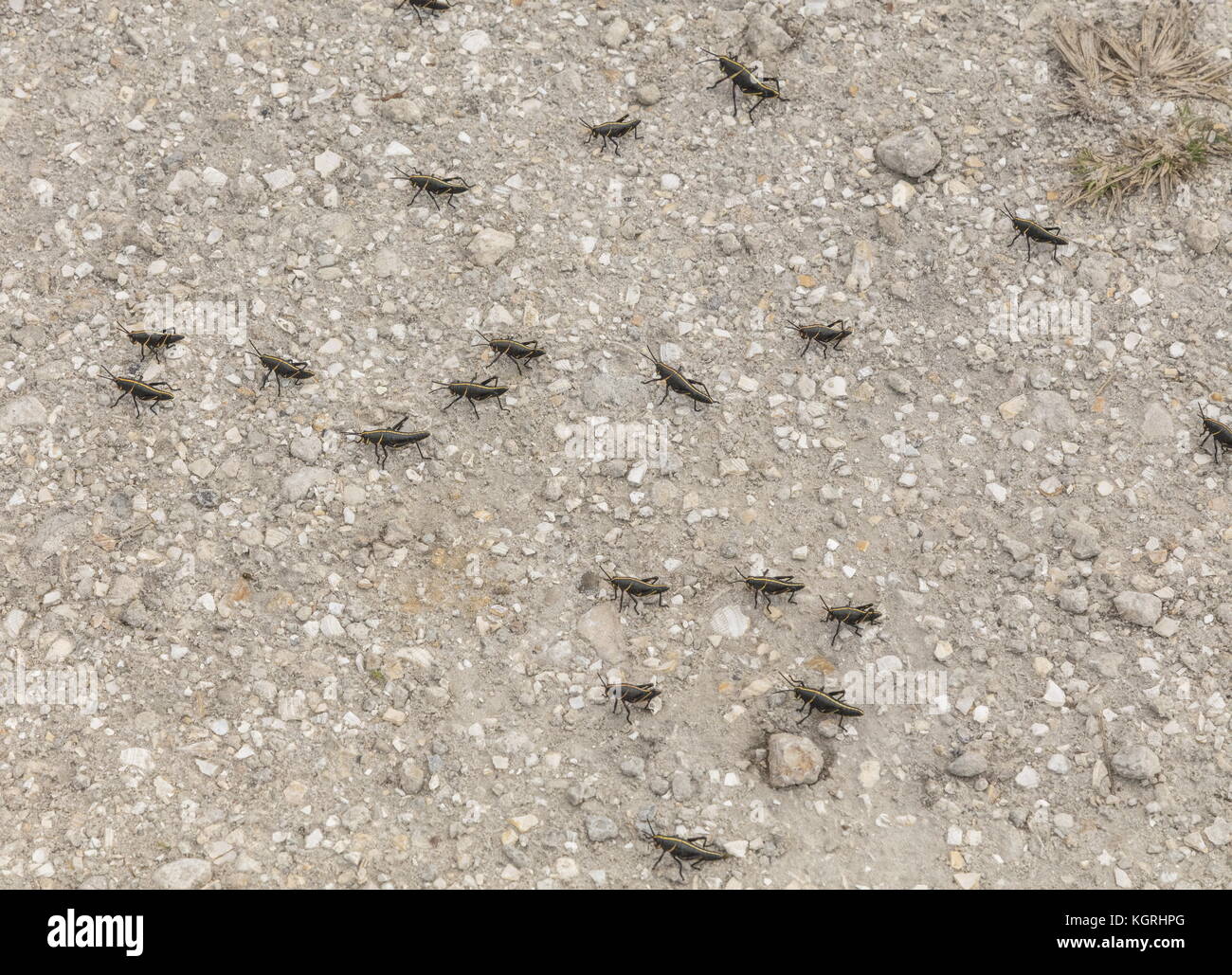 Gregarious nymphs of the eastern lubber grasshopper, Romalea microptera, on open ground, Loxahatchee, Florida. Stock Photo