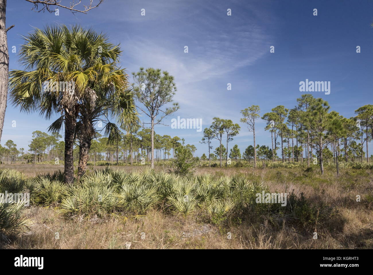 Swamp cabbage tree, Sabal palmetto, and Florida spruce pine in Savannas Preserve State Park, east coast of Florida. Stock Photo
