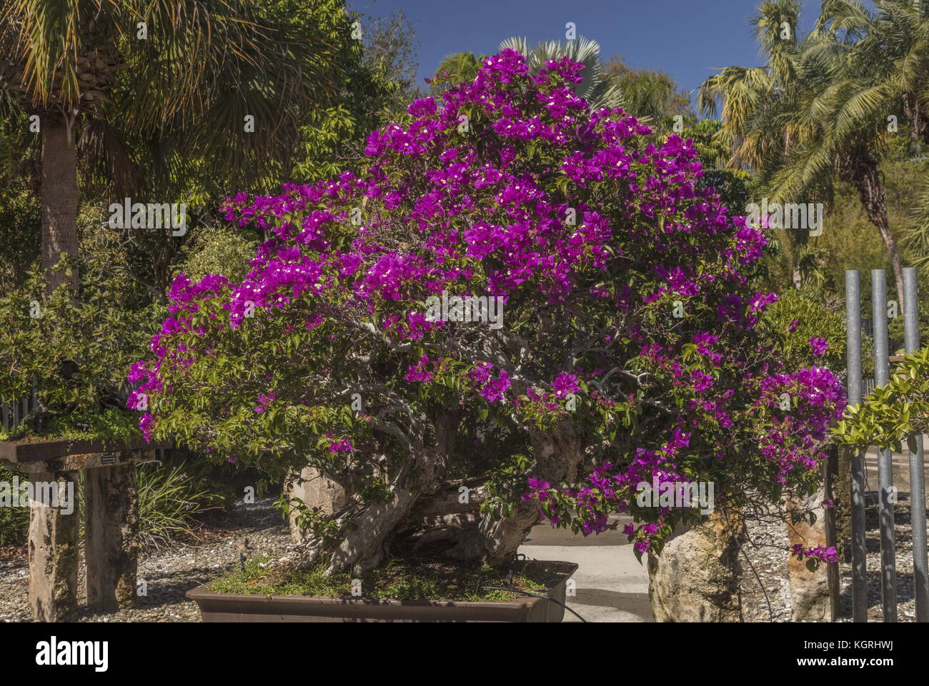 A Bouganvillea bush, managed by the Bonsai technique, at Heathcote Botanic Gardens, Fort Pierce, Florida. Stock Photo
