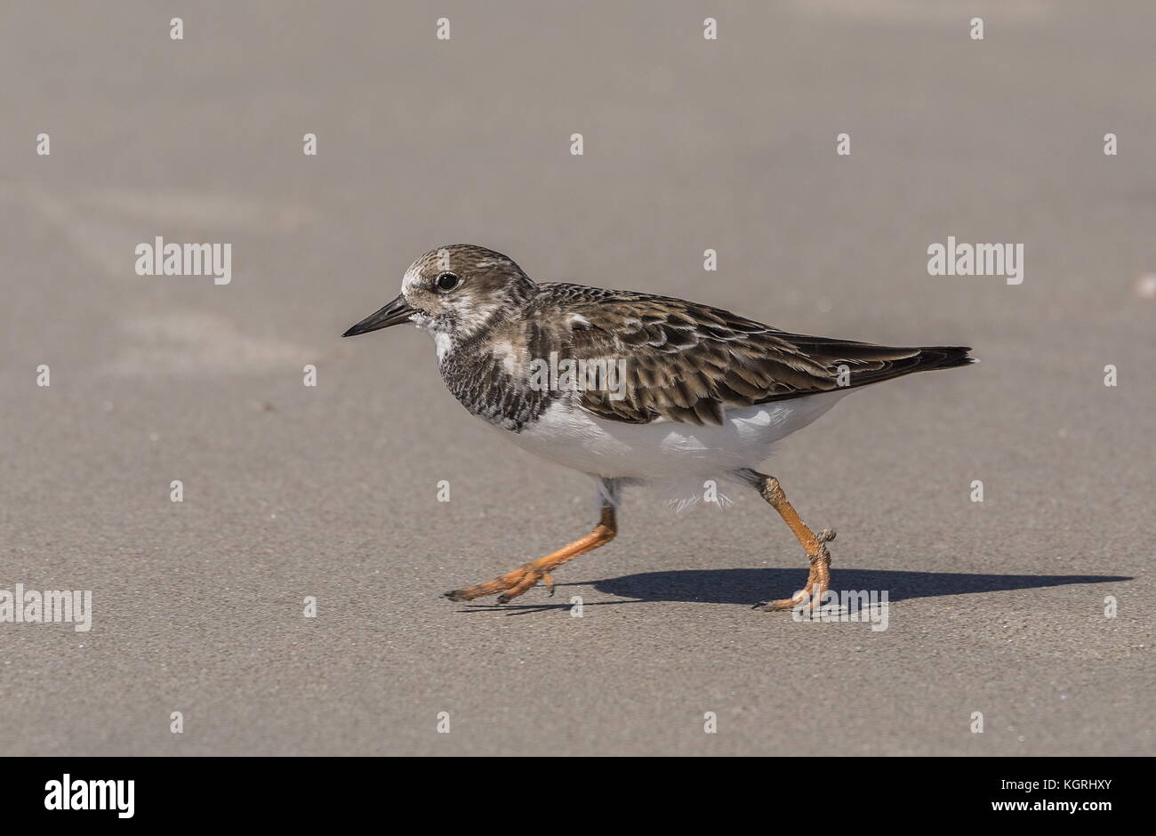 Ruddy turnstone, Arenaria interpres, feeding on sandy beach in winter plumage. Florida Stock Photo