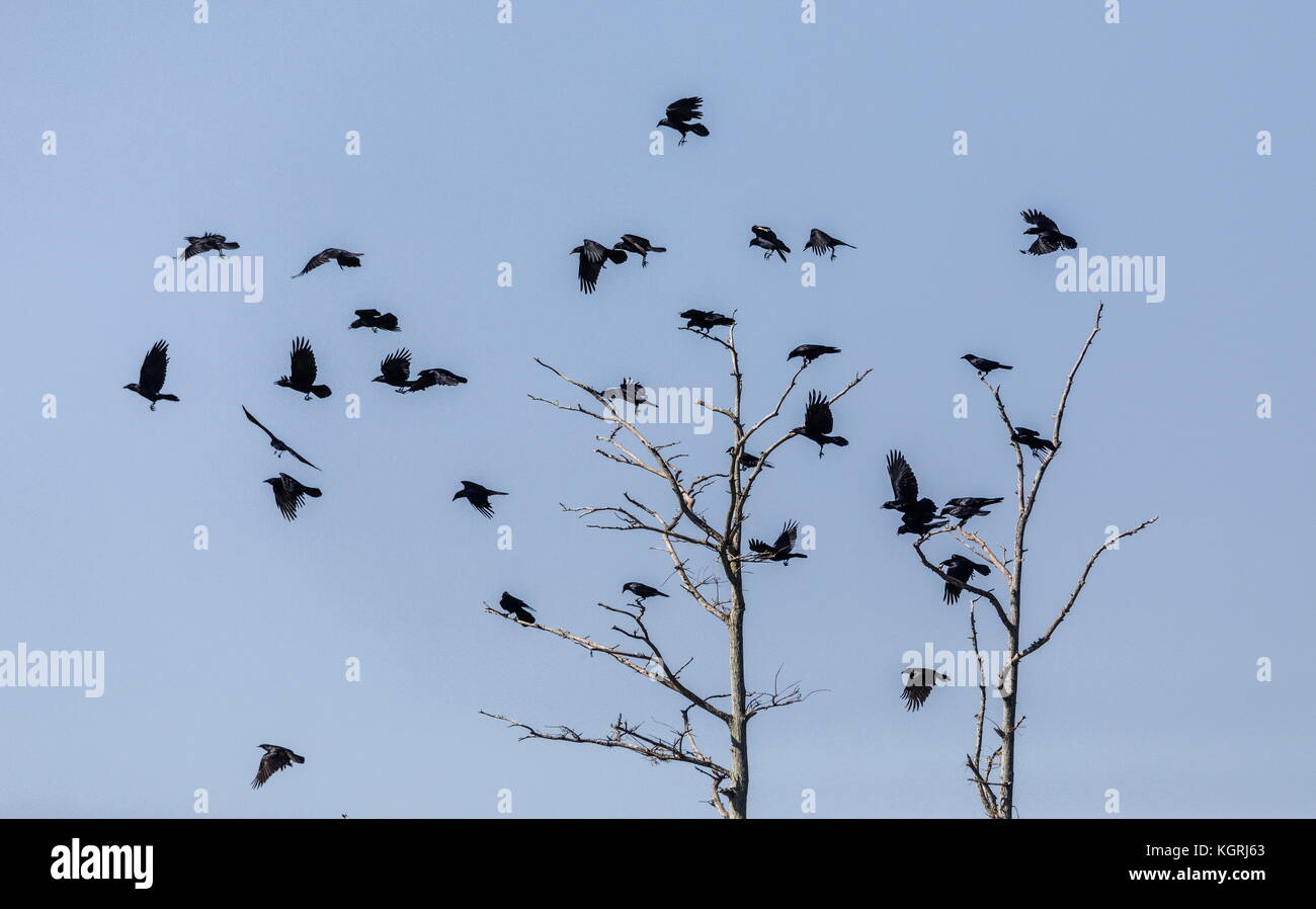 Flock of American Crows, Corvus brachyrhynchos, in flight in winter