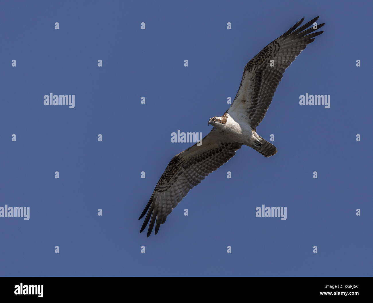 Osprey, Pandion haliaetus, in flight. Stock Photo
