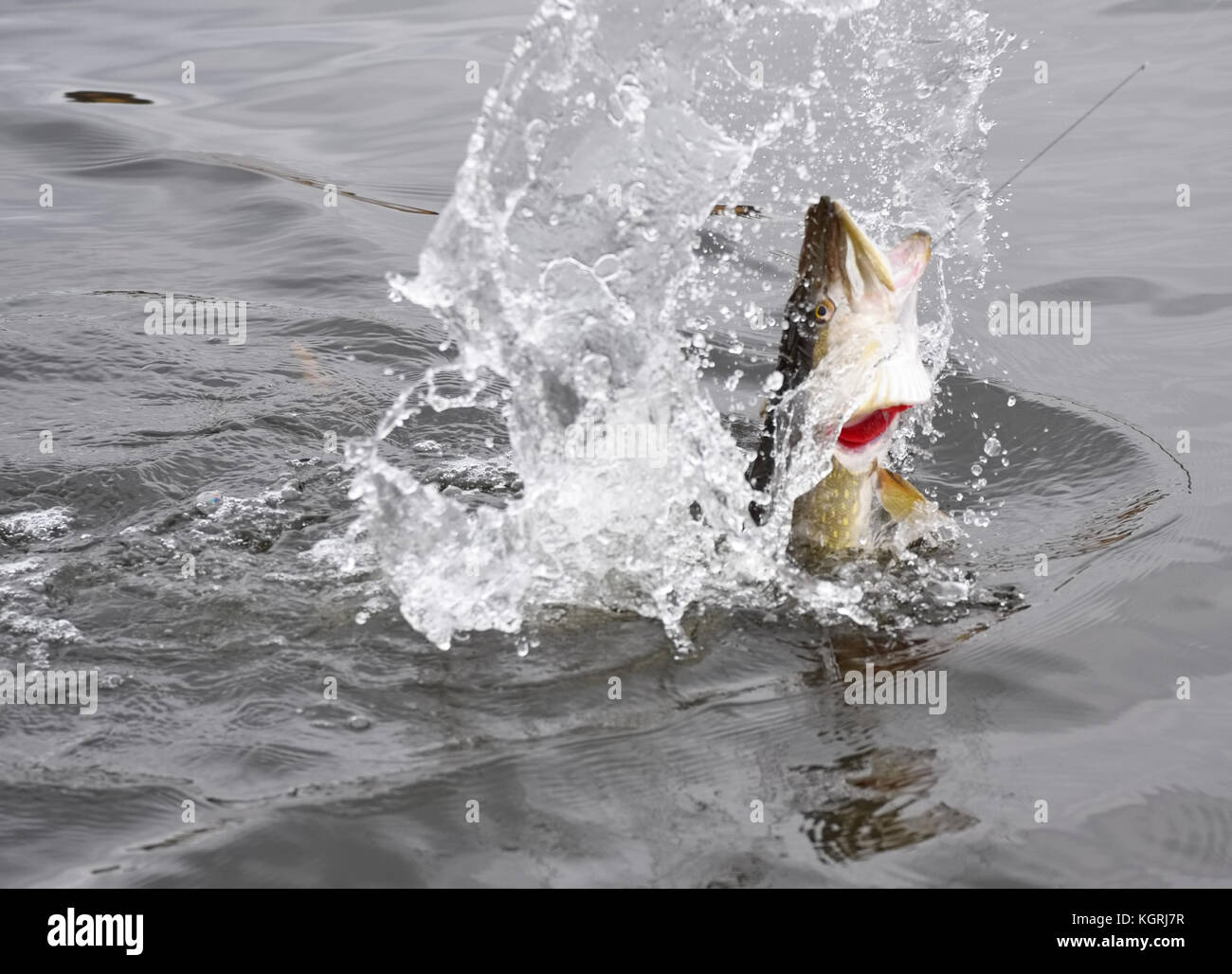 Hooked northern pike caught by a sportsfisherman fighting and jumping out of the sea and splashing water around on late October cloudy day at the Balt Stock Photo