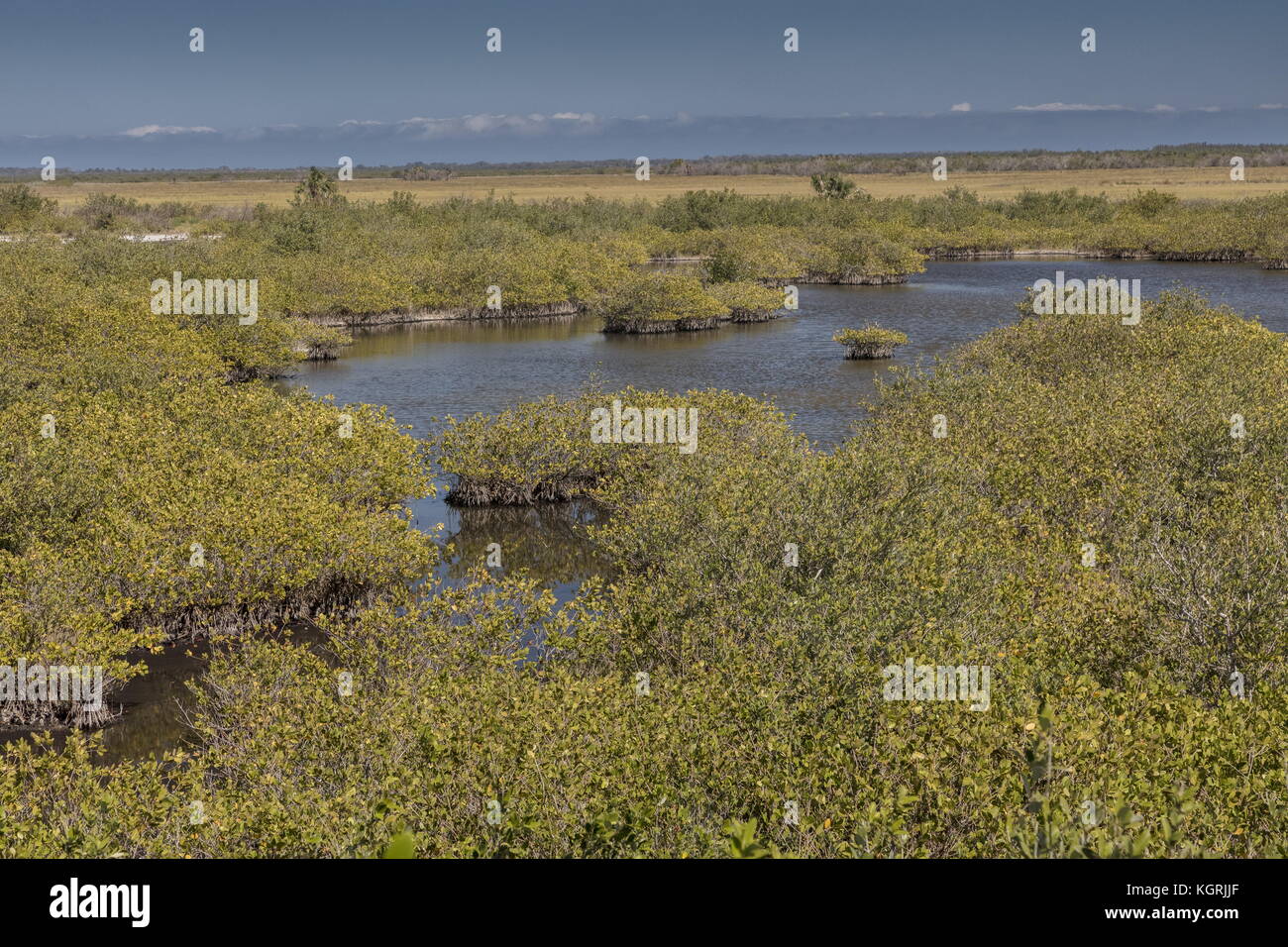 Lagoon and Red mangrove swamp at Cape Carnavaral, east Florida. Stock Photo