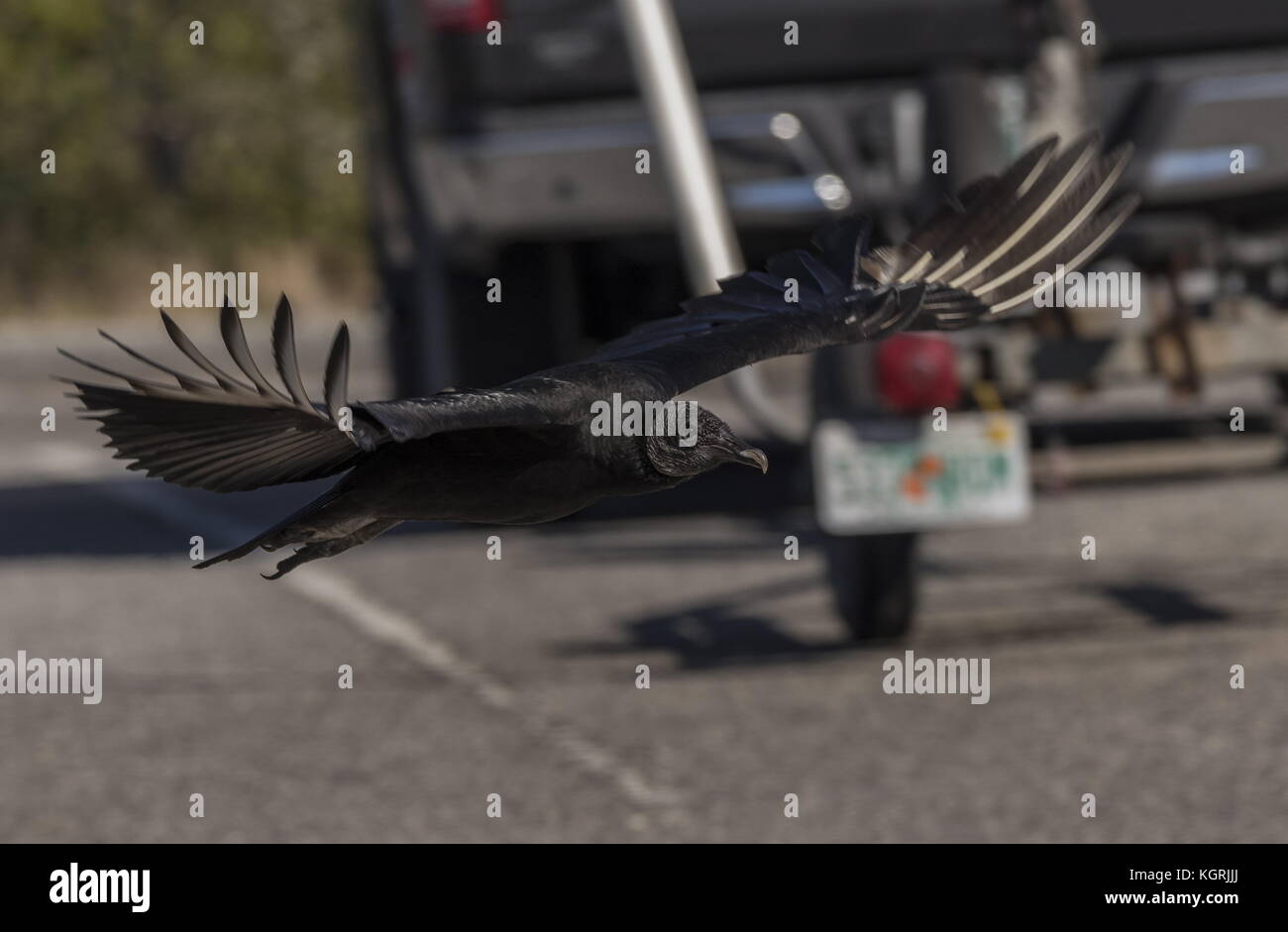 American black vulture, Coragyps atratus in flight in car park, Florida. Stock Photo