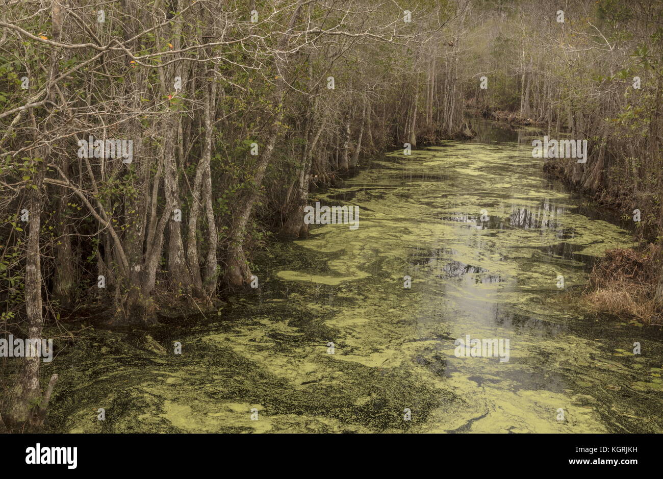 Cypress creek national wildlife refuge hires stock photography and