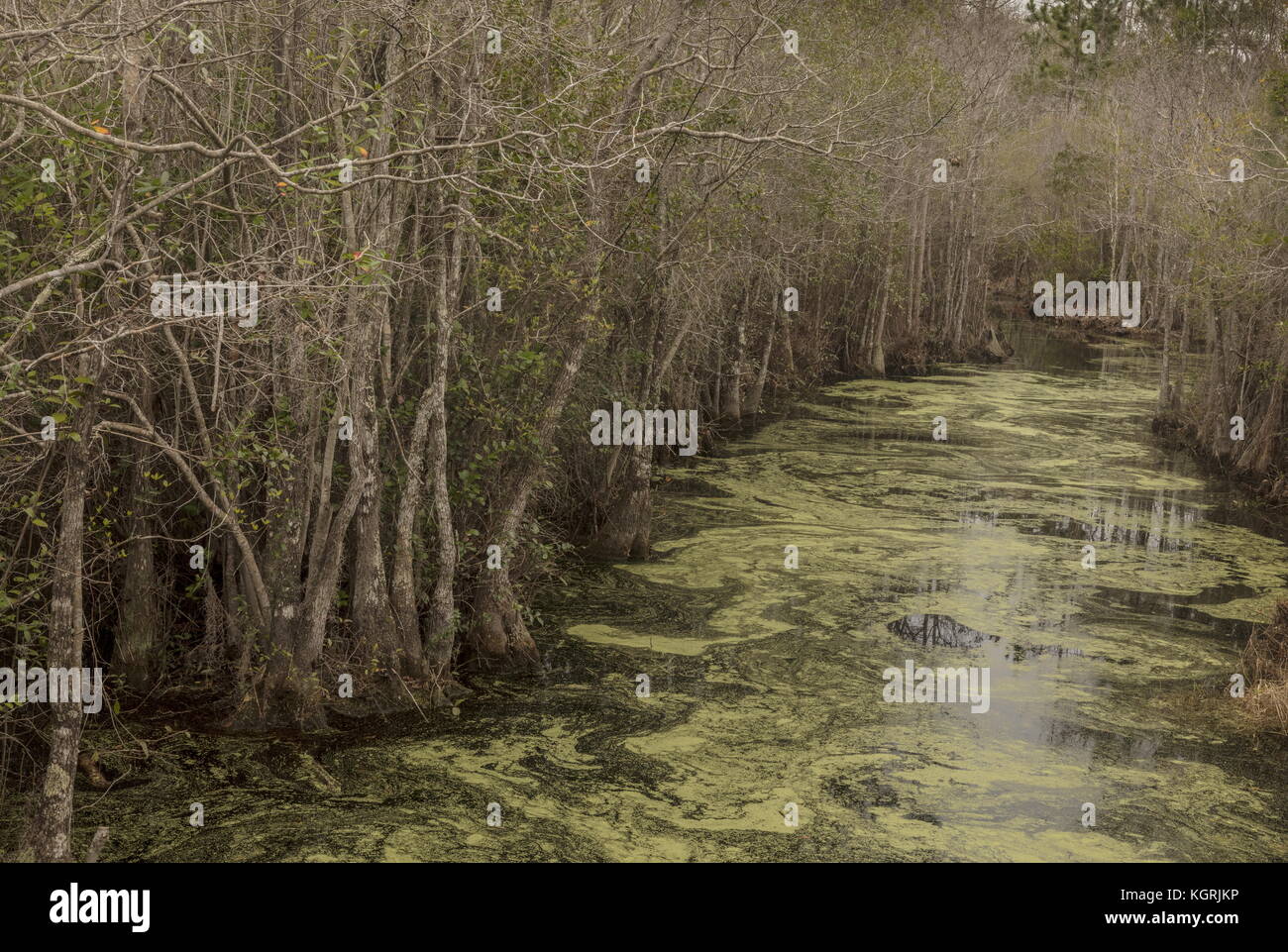 Creek or canal through Swamp Cypress forest in the Okefenokee National Wildlife Refuge, Georgia Stock Photo