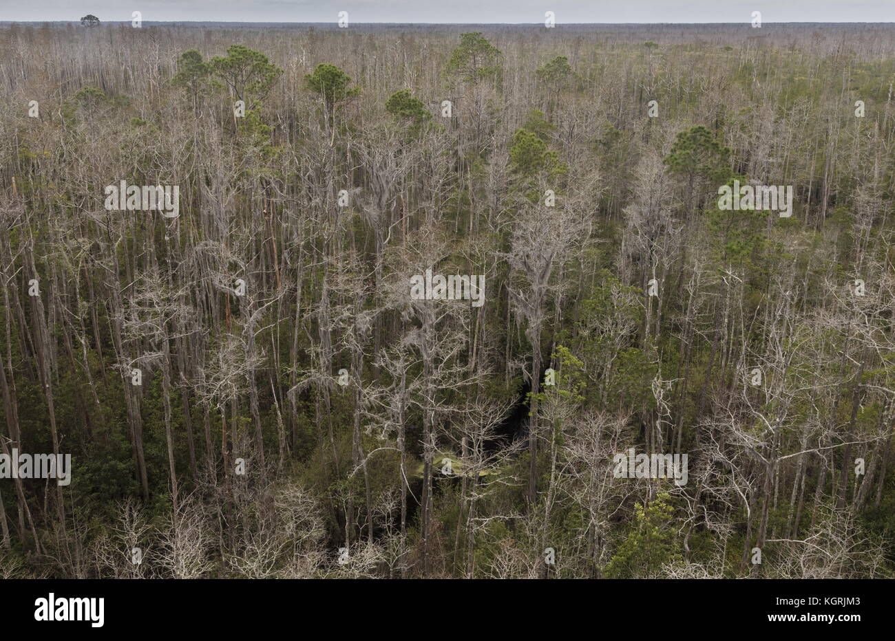 View across the  canopy of Okefenokee National Wildlife Refuge, Georgia Stock Photo